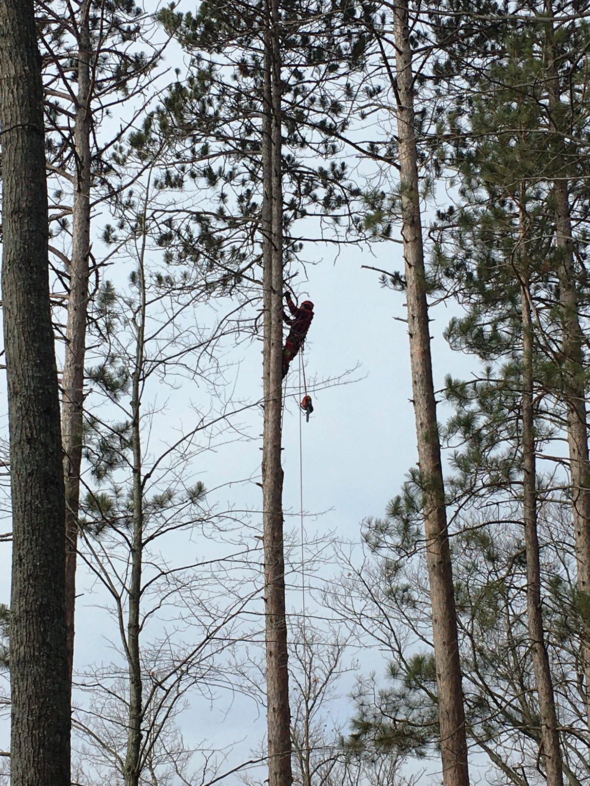 Tree cutting