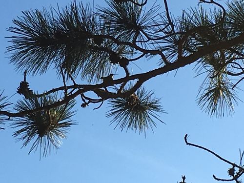 Hummingbird